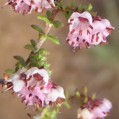 Erica brachycentra