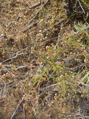 Erica brachycentra