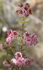 Erica brachycentra
