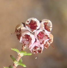 Erica brachycentra