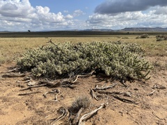 Cylindropuntia whipplei