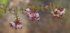 Erica brachycentra