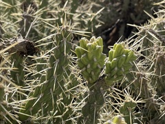 Cylindropuntia whipplei