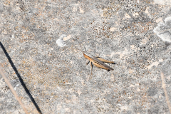 Chorthippus dichrous