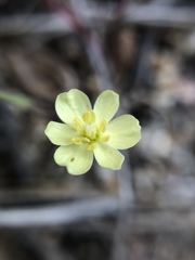 Hesperomecon linearis