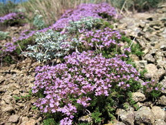 Thymus tauricus