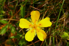 Potentilla grandiflora