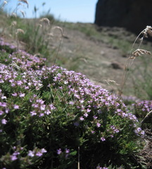 Thymus callieri