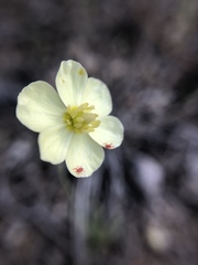 Hesperomecon linearis