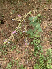 Desmodium obtusum