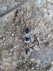 Dasymutilla melancholica
