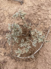 Sphaeralcea grossulariifolia