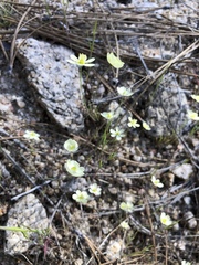 Hesperomecon linearis