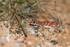Rhynchoedura ornata