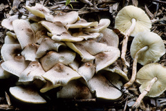 Leucoagaricus meleagris