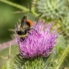 Bombus lapidarius decipiens