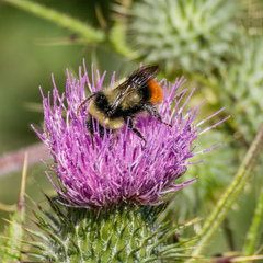 Bombus lapidarius decipiens