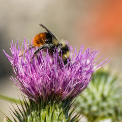 Bombus lapidarius decipiens