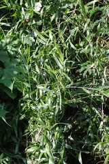 Flagellaria