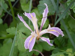 Iris fernaldii