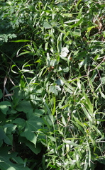Flagellaria