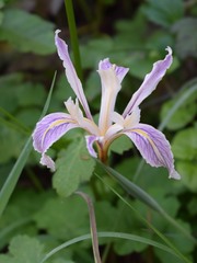 Iris fernaldii