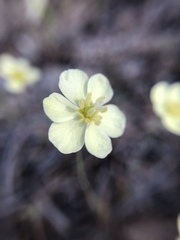 Hesperomecon linearis