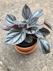 Peperomia caperata
