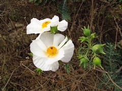 Argemone grandiflora