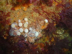 Antiopella capensis
