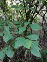 Bursera cinerea