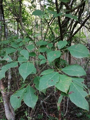 Bursera cinerea