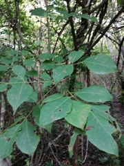 Bursera cinerea