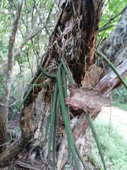Trichocentrum brachyphyllum