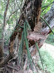 Trichocentrum brachyphyllum