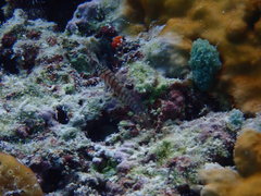 Tigrigobius macrodon