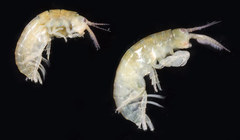 Ptilohyale plumulosus