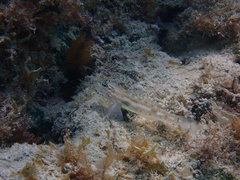 Coryphopterus glaucofraenum