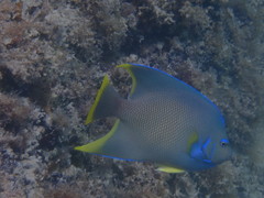 Holacanthus bermudensis