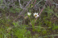 Romulea barkerae