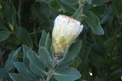 Protea lacticolor