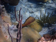 Epinephelus guttatus