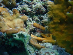 Tigrigobius macrodon