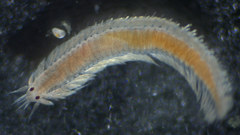 Pterocirrus