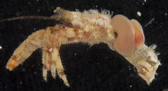 Discorsopagurus schmitti