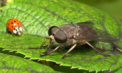 Tabanus novaescotiae