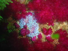 Phyllodesmium horridum
