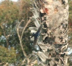Hirundo dimidiata