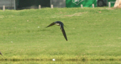 Hirundo dimidiata