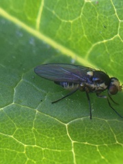 Liriomyza huidobrensis